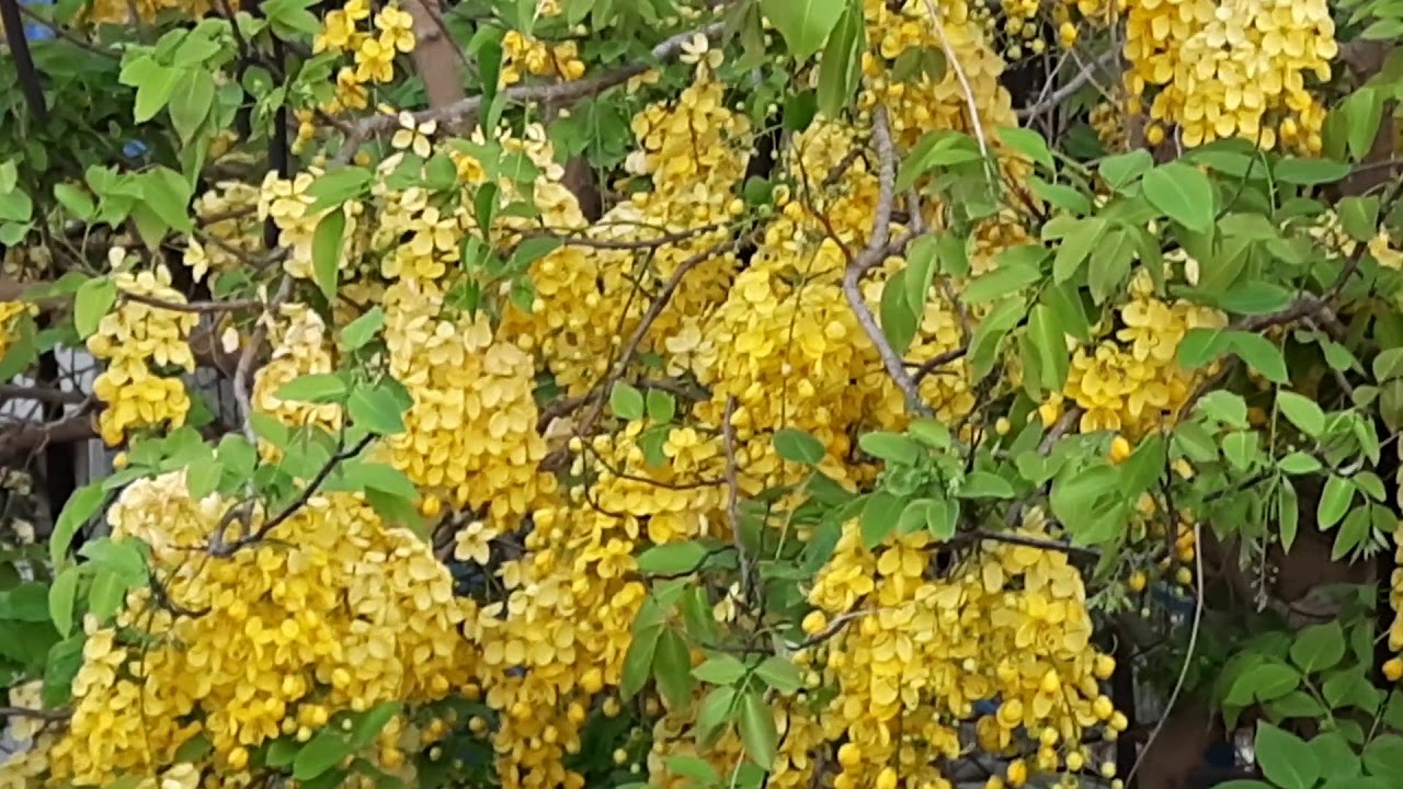 சரக்கொன்றையின் மருத்துவ பலன்கள்