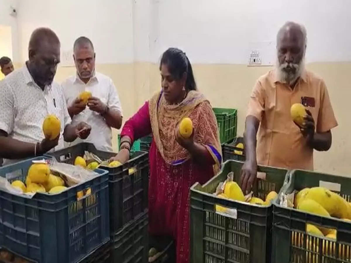 ரசாயனத்தால் பழுக்க வைக்கப்படும் மாம்பழங்கள் பறிமுதல்