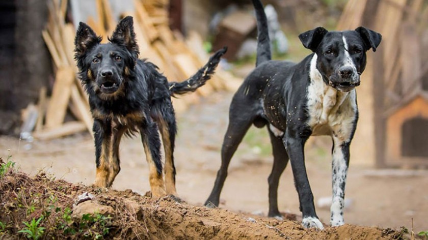 ரேபிஸ் நோய் குறித்த விளக்கம்