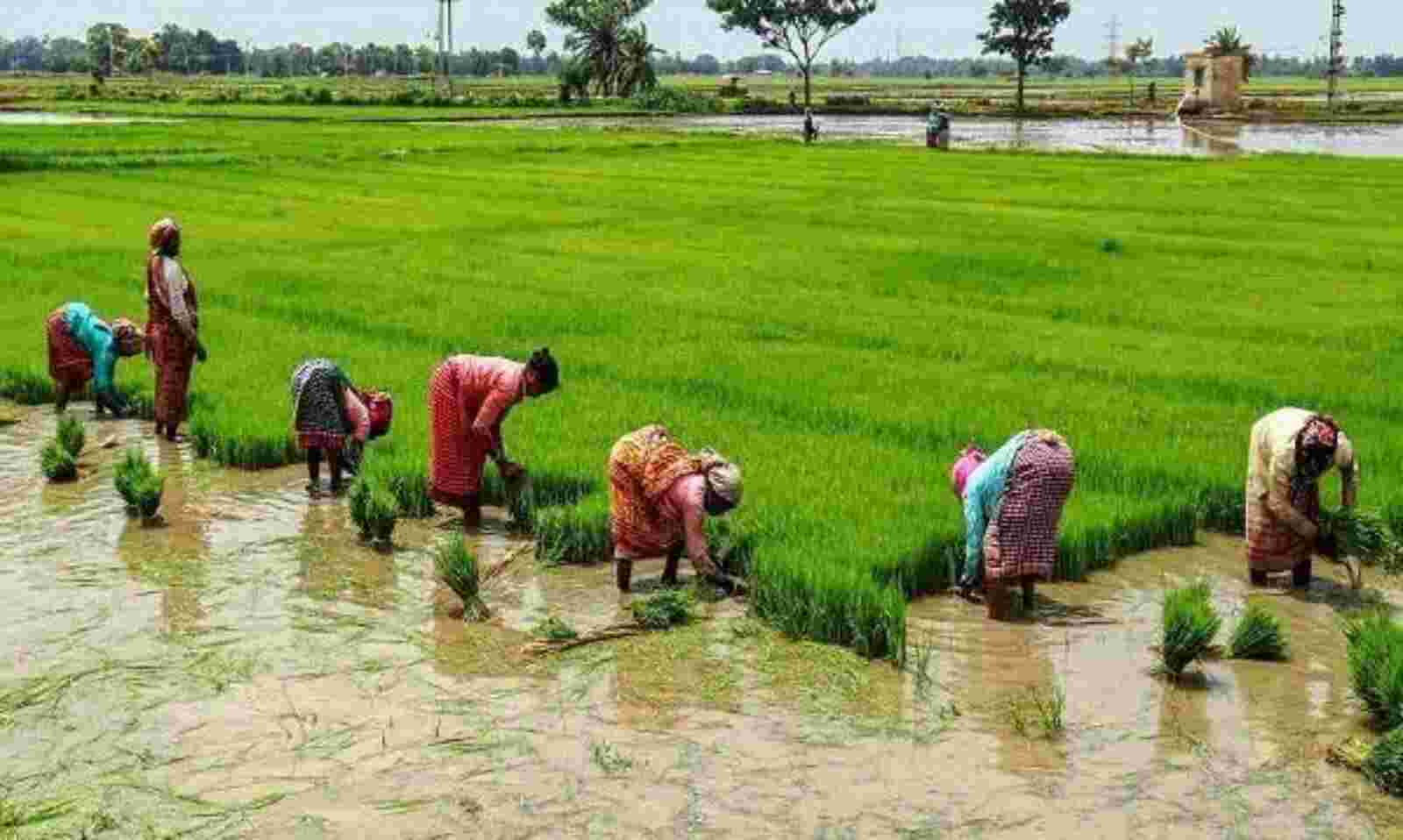 சம்பா சாகுபடி கைகொடுக்குமா?