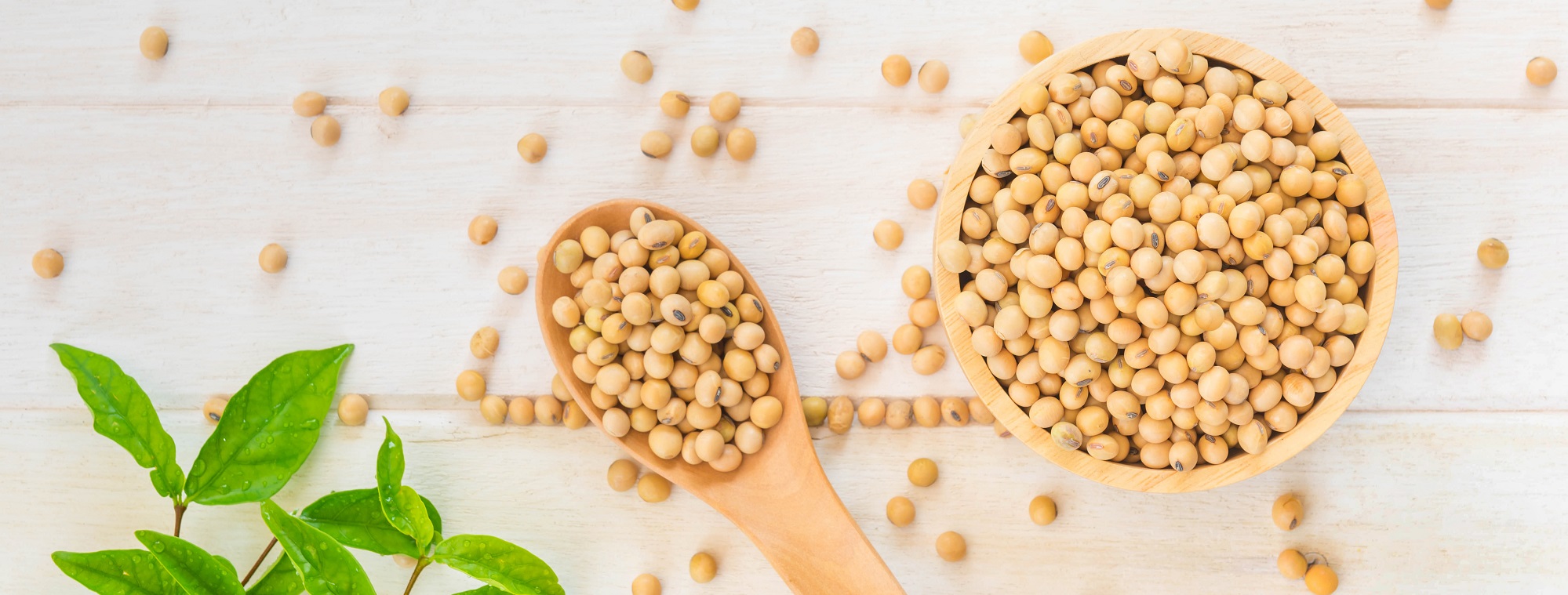 Soybeans are one of the most nutritious legumes