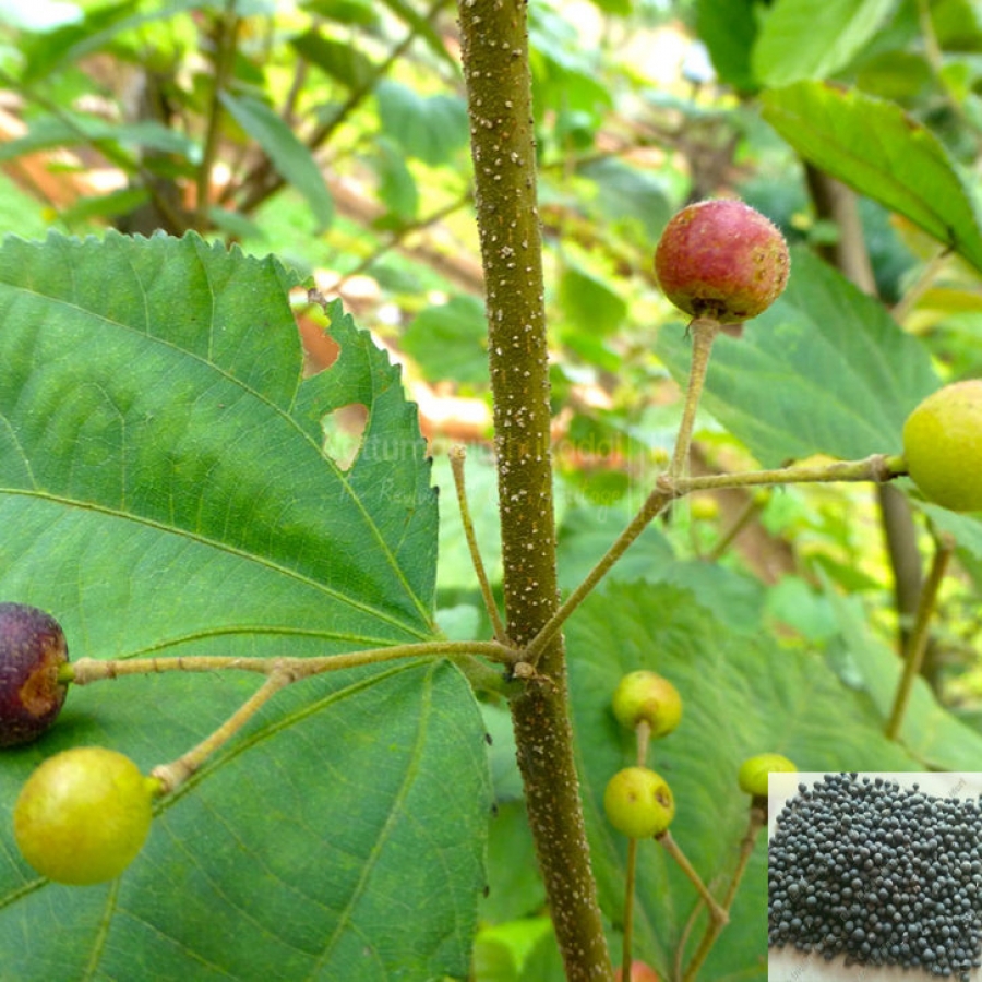 வாய் புண்ணை தீர்க்கும் வாய்விளங்கம் சாறு