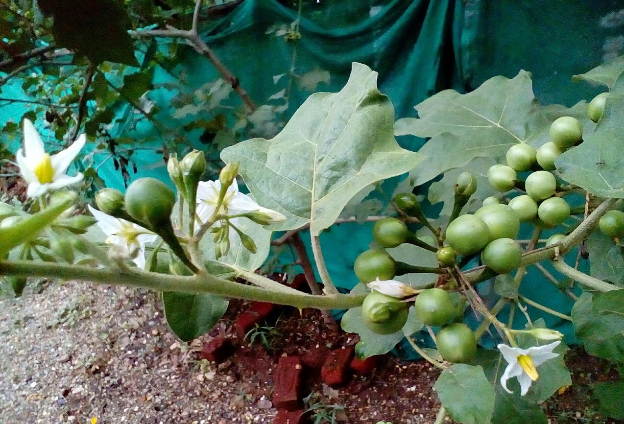சுண்டைக்காய் ஆரோக்கிய நன்மைகள்