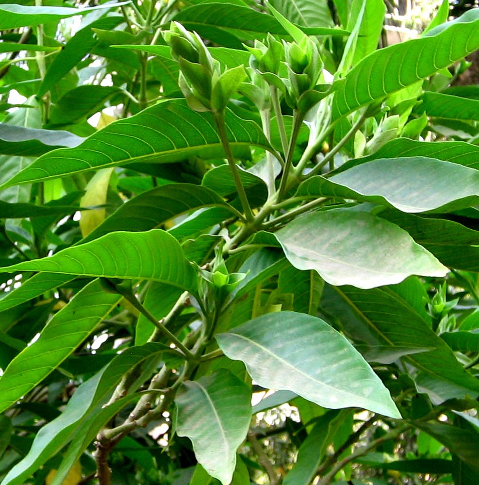 வாய்ப்புண்ணுக்கு பலன் தரும் தவசி முருங்கை