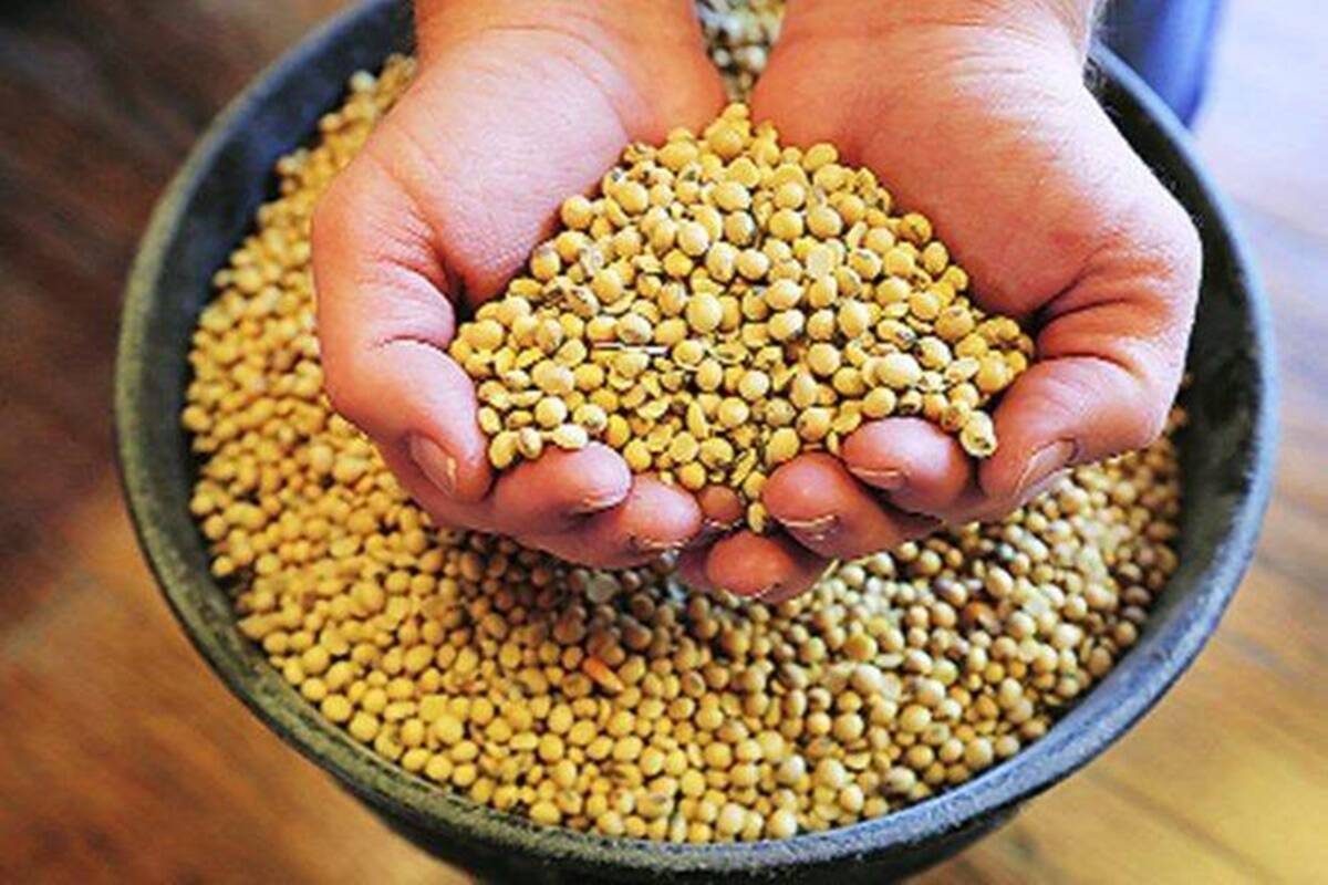 eating soybeans prevents the accumulation of fat 