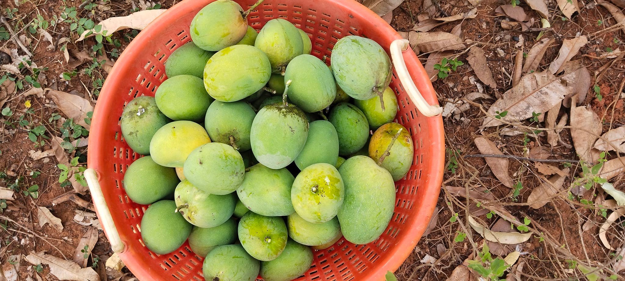 இயற்கையாக பழுத்த மாம்பழங்கள் விற்பனைக்கு