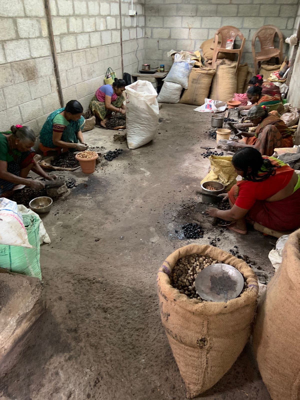 தேரிக்காட்டு முந்திரி