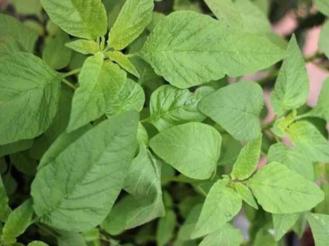 அரைக்கீரையின் அற்புத மருத்துவ பயன்கள்