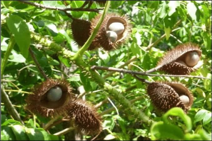 மருத்துவ குணமுள்ள கழற்சிக்காய்