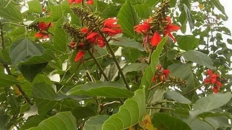 கல்யாண முருங்கையால் பல உடல்நல நன்மைகள் உள்ளன