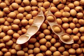 ‘Soy beans’ promote bone health. 