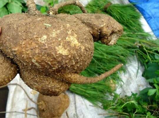 ஆகாச கருடன் கிழங்கில் அற்புத சத்துகள் 