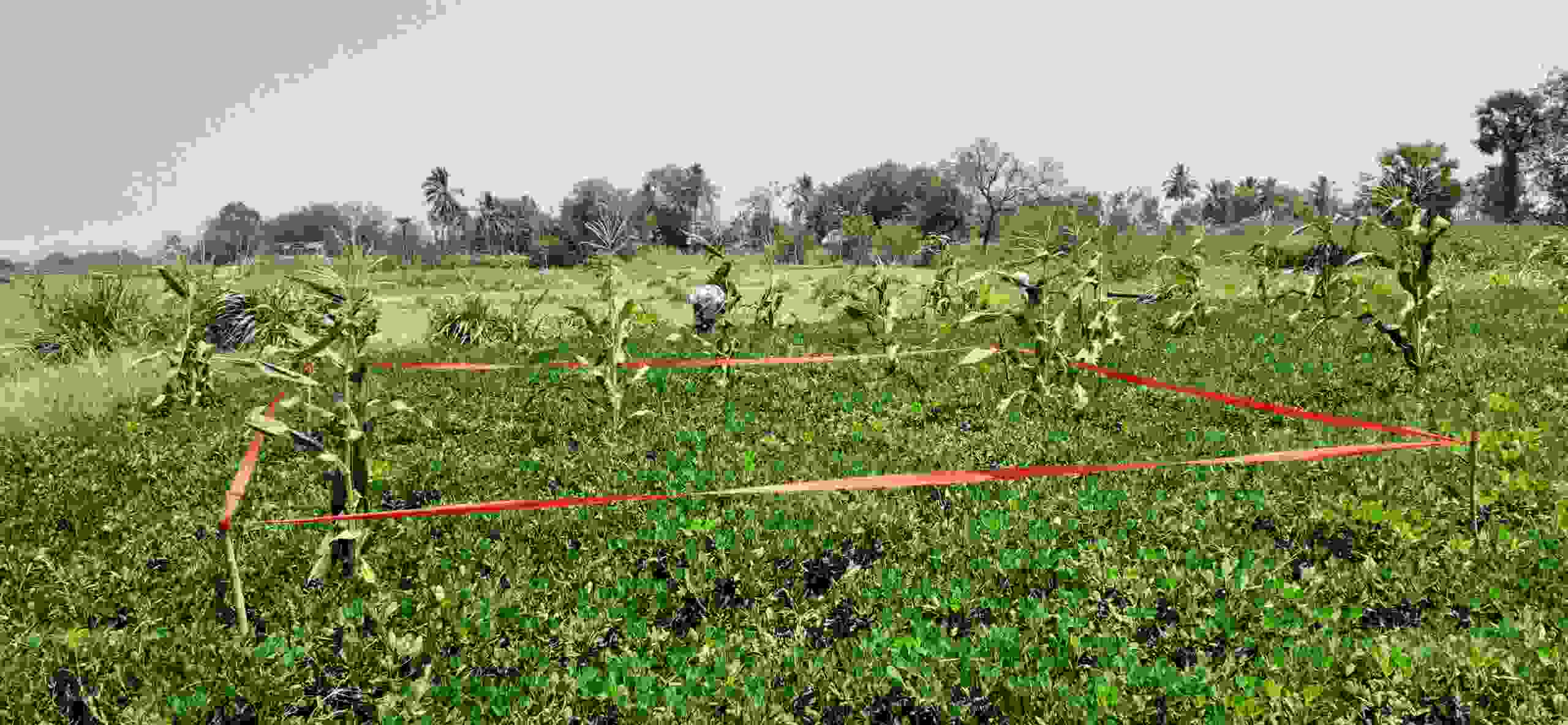 அங்கக வேளாண் விவசாயிகளுக்கு விருது