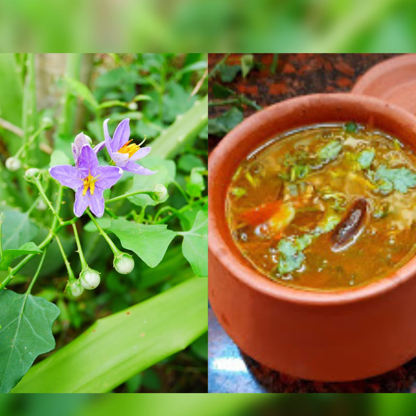 தூதுவளையின் பயன்கள்