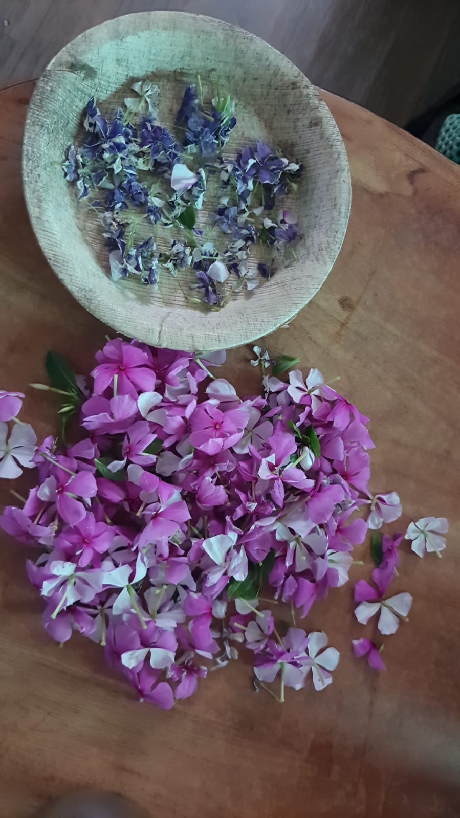 நித்தியகல்யாணி பூ