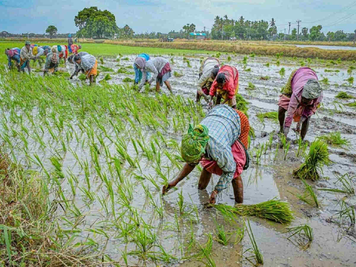 சம்பா சாகுபடி பரப்பளவு குறைந்தது